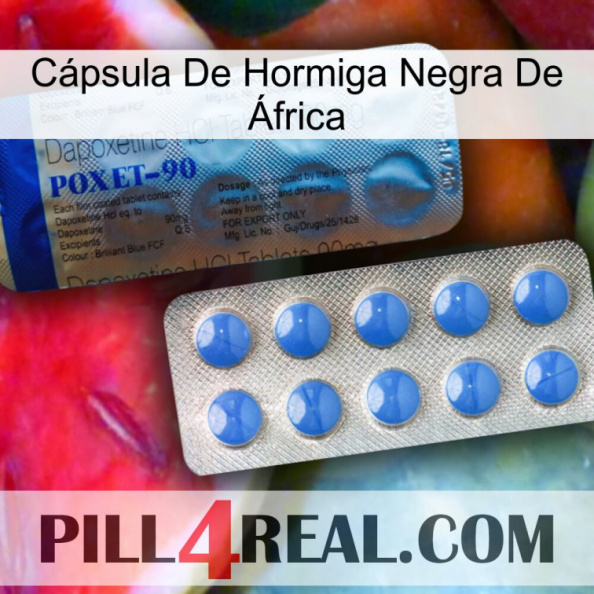 Cápsula De Hormiga Negra De África 40.jpg